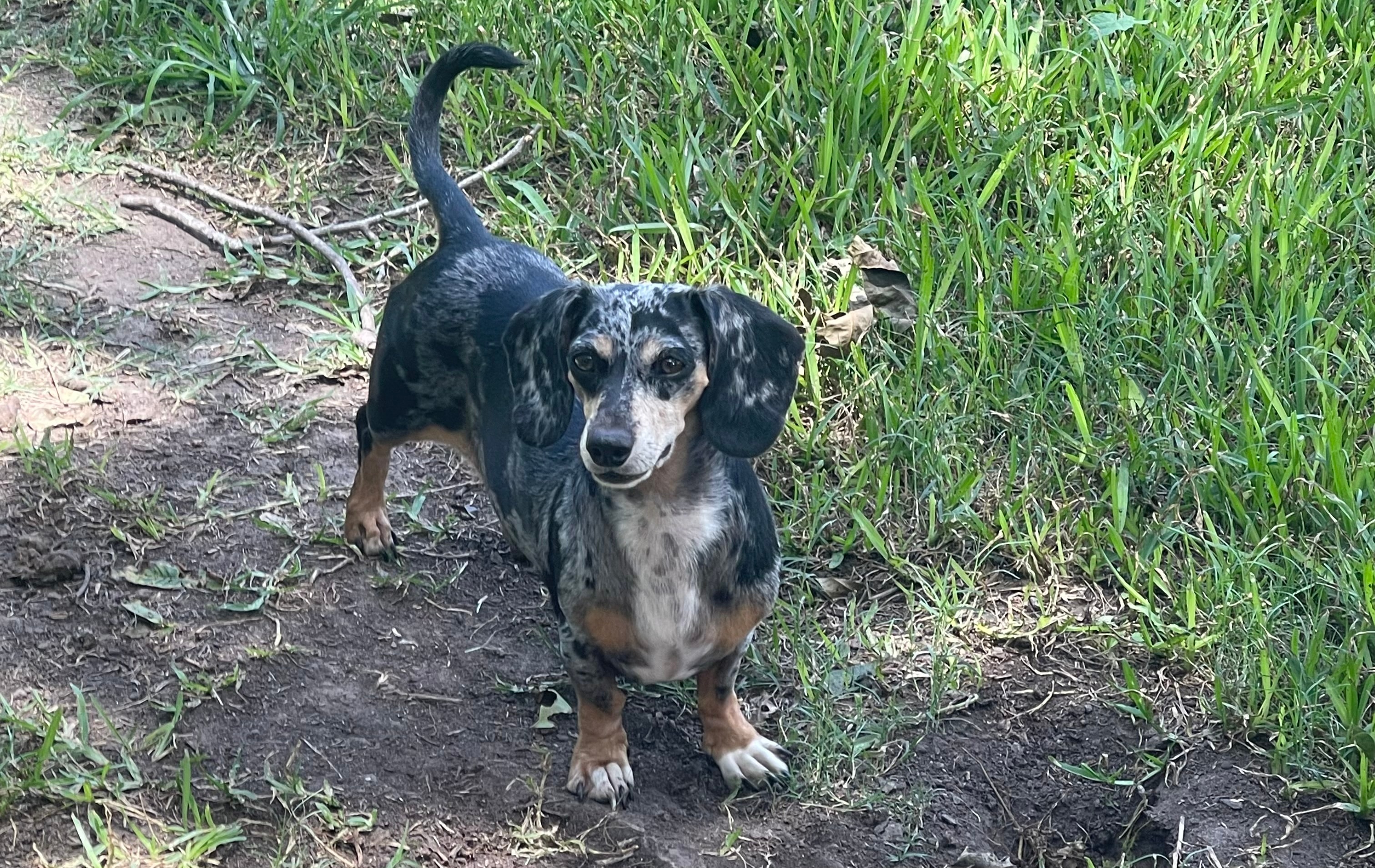 A&A Dachshunds ranch photo 4