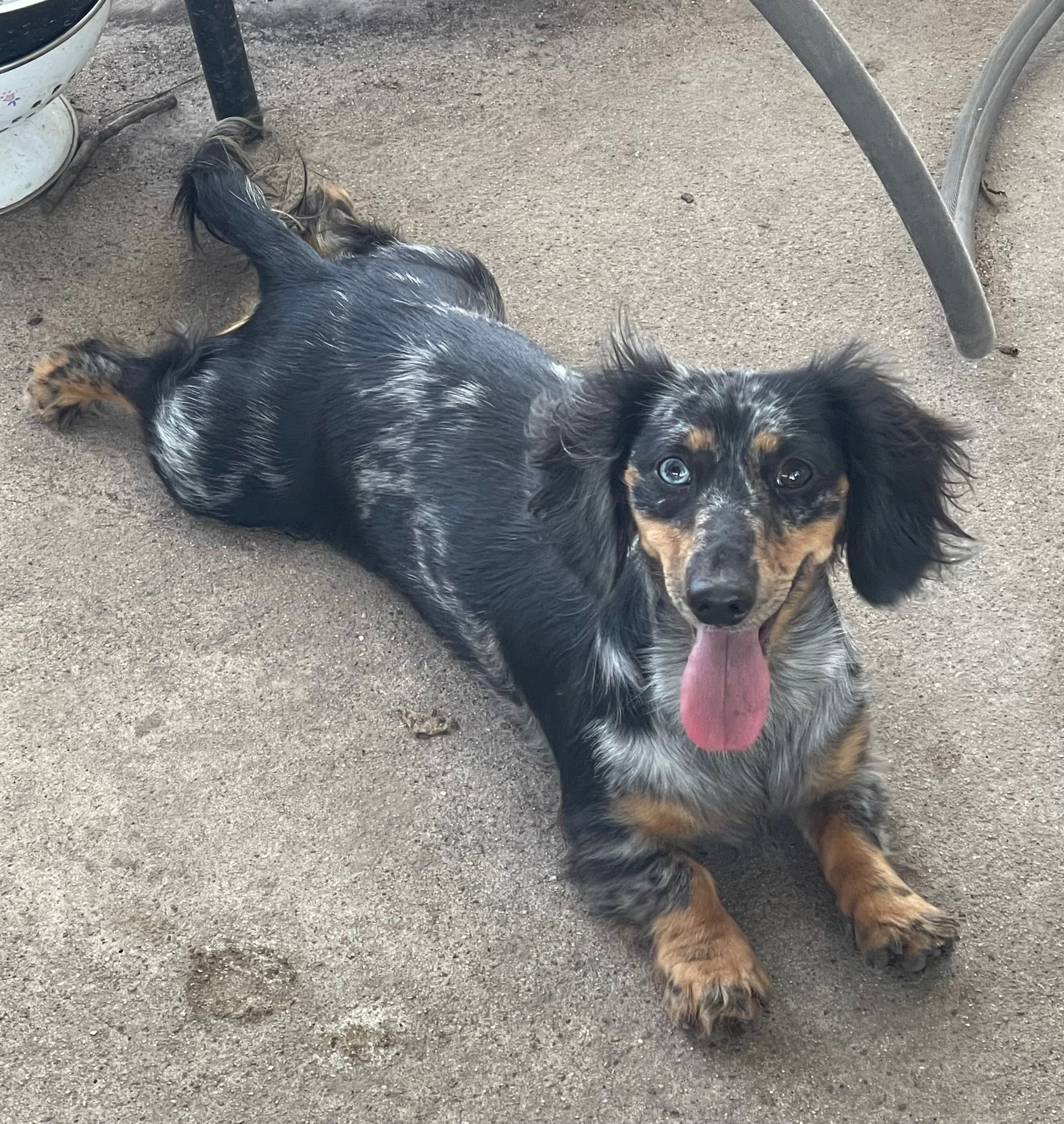 A&A Dachshunds ranch photo 1