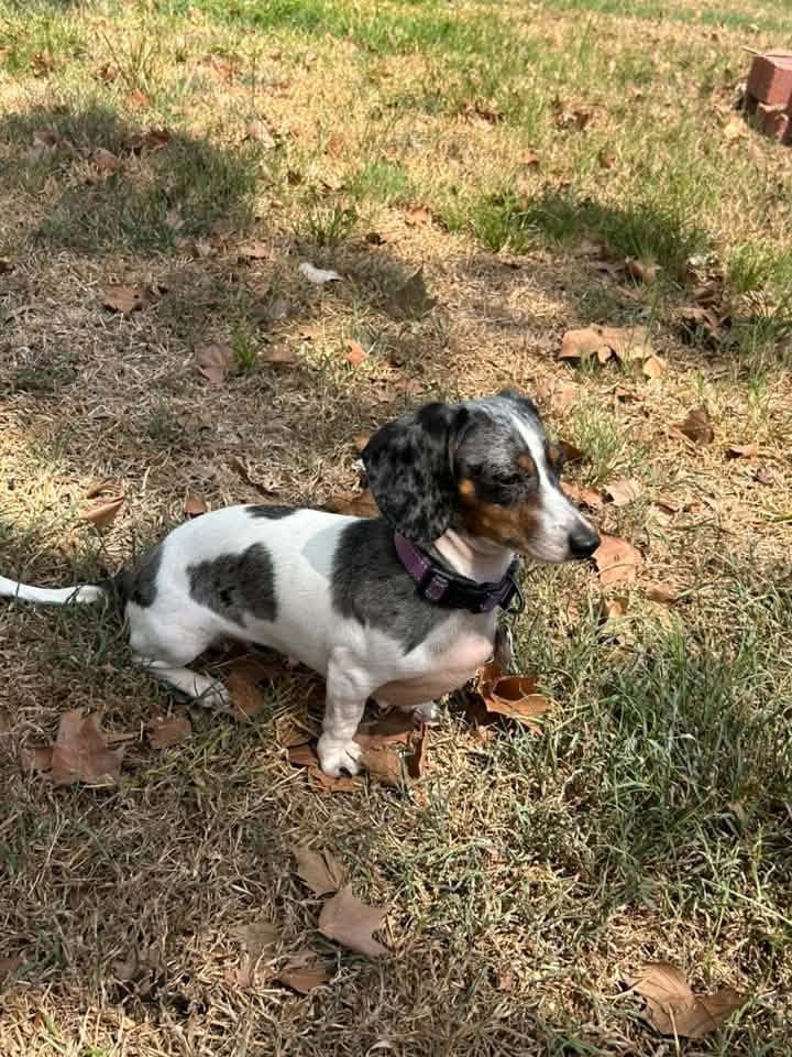 A&A Dachshund alumni