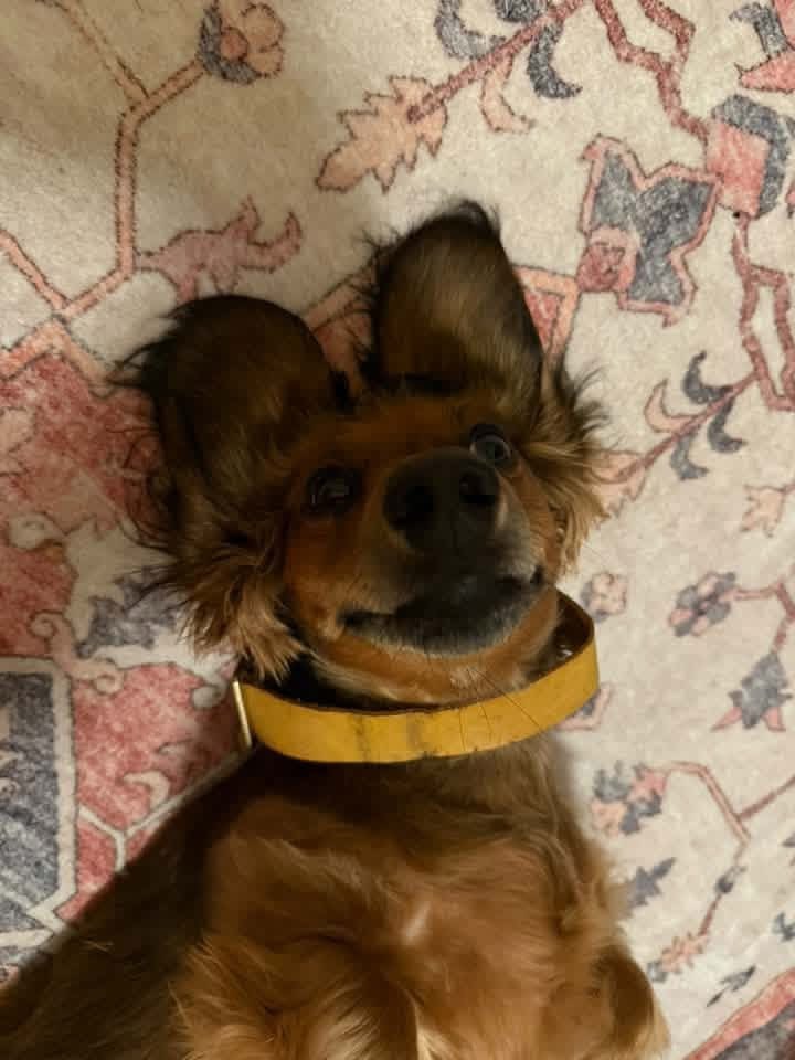 A&A Dachshund alumni