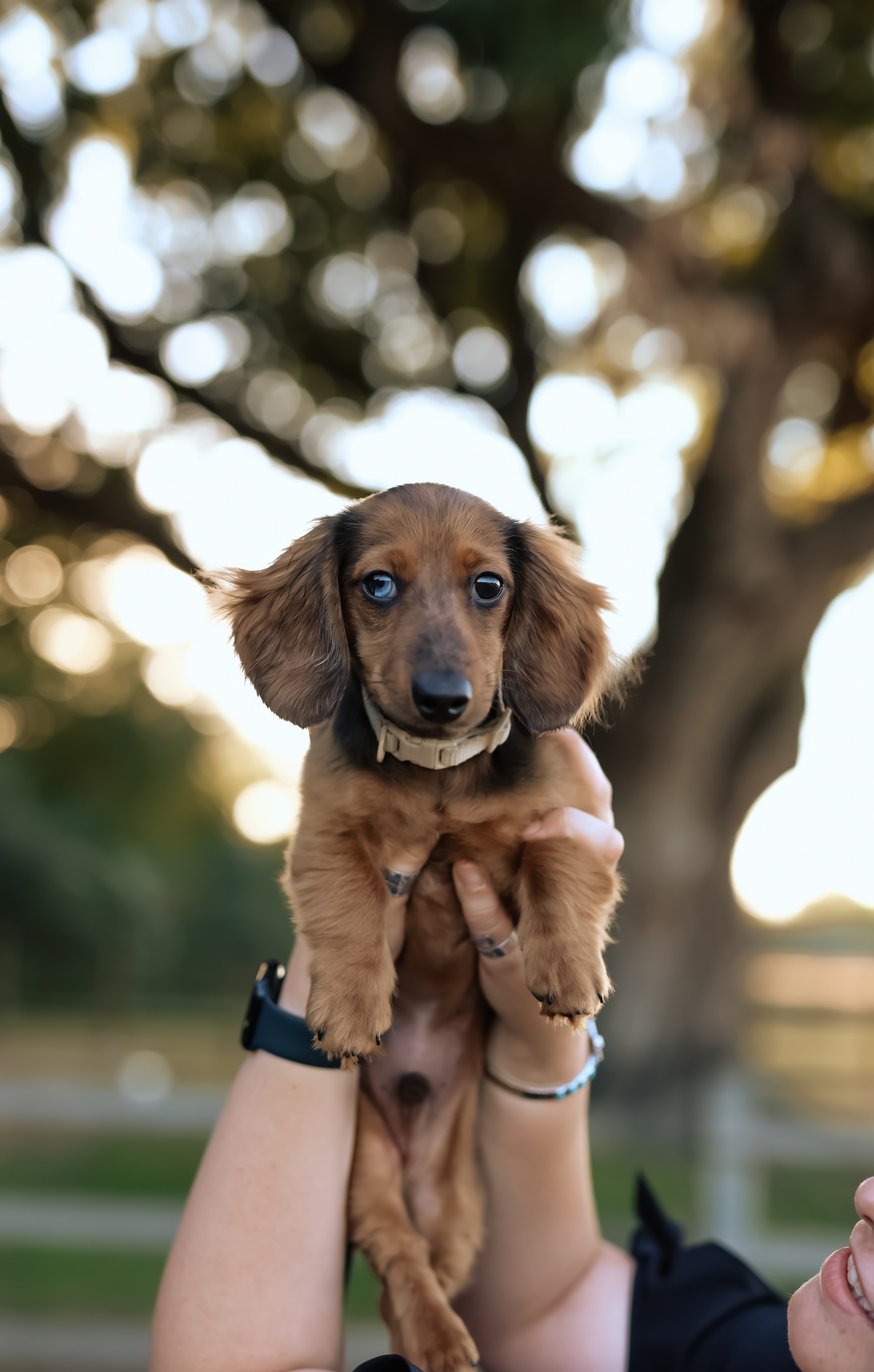 A&A Dachshund alumni