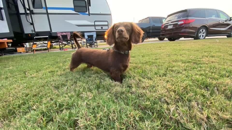 A&A Dachshund alumni