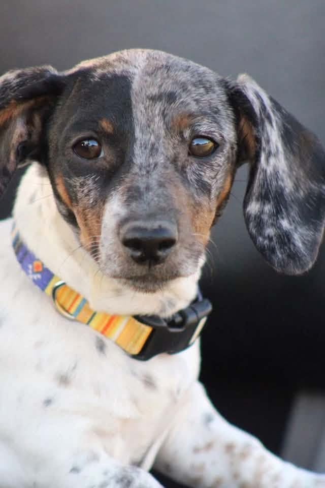 A&A Dachshund alumni