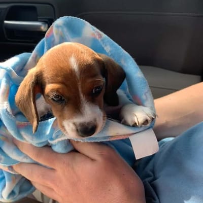 A&A Dachshund alumni