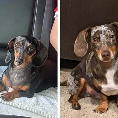 A&A Dachshund alumni