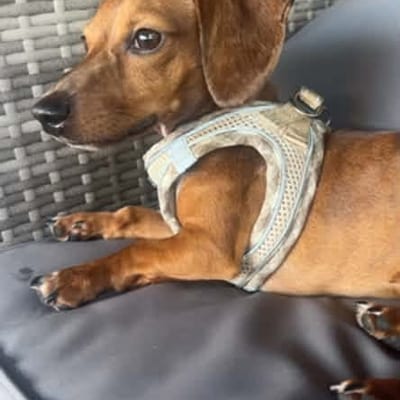 A&A Dachshund alumni