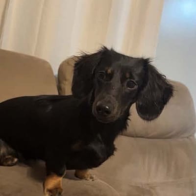 A&A Dachshund alumni
