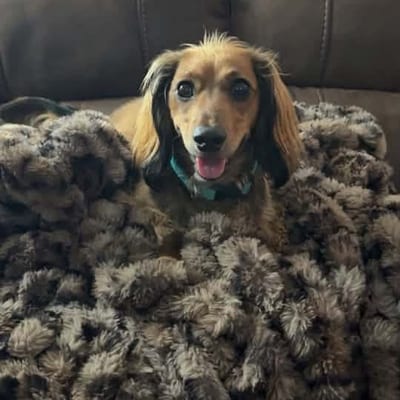 A&A Dachshund alumni