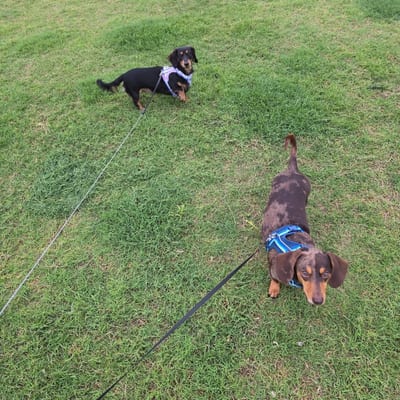 A&A Dachshund alumni