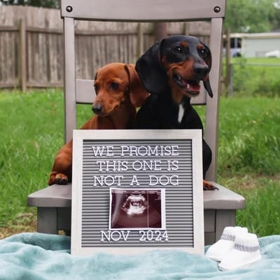 A&A Dachshund alumni