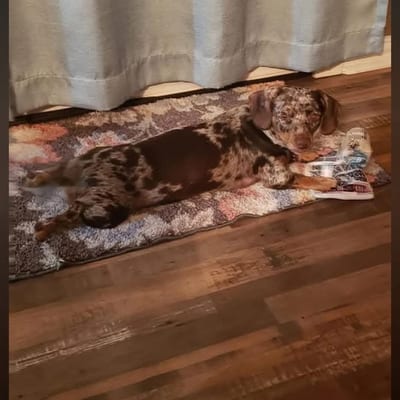 A&A Dachshund alumni