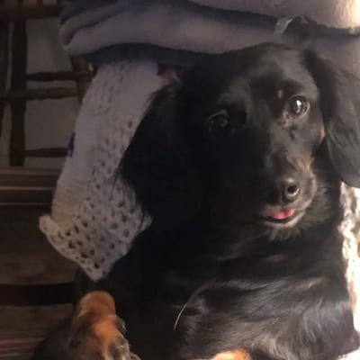 A&A Dachshund alumni