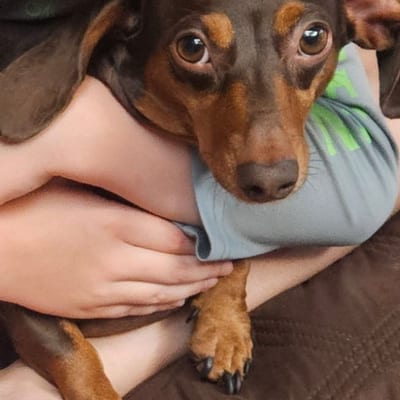 A&A Dachshund alumni