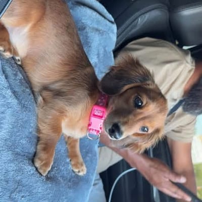 A&A Dachshund alumni