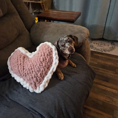 A&A Dachshund alumni