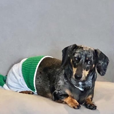 A&A Dachshund alumni