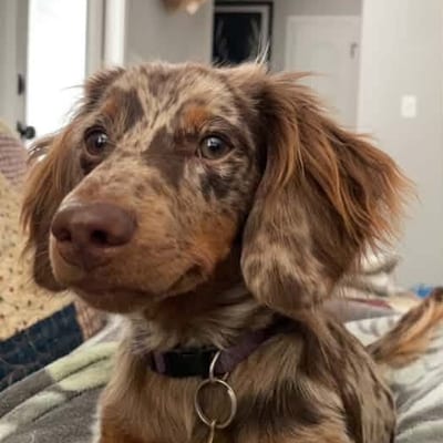 A&A Dachshund alumni