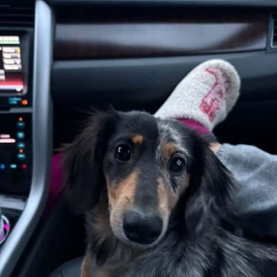 A&A Dachshund alumni