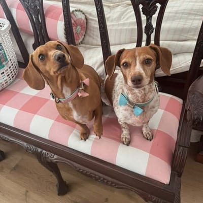 A&A Dachshund alumni