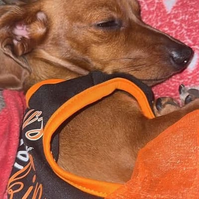 A&A Dachshund alumni