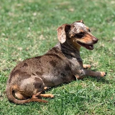 A&A Dachshund alumni