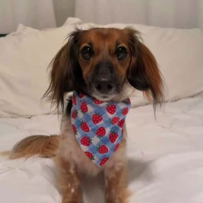 A&A Dachshund alumni