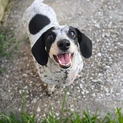 A&A Dachshund alumni