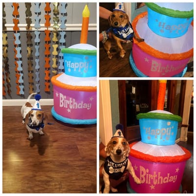A&A Dachshund alumni