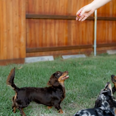 A&A Dachshund alumni