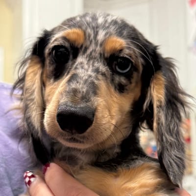 A&A Dachshund alumni