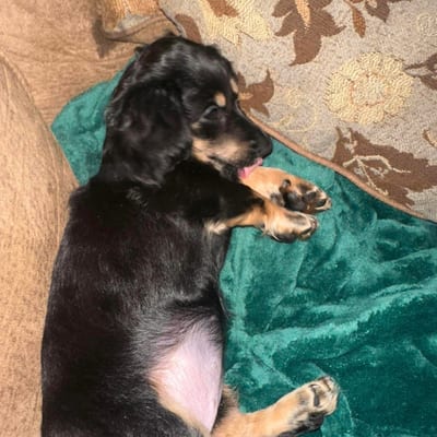 A&A Dachshund alumni